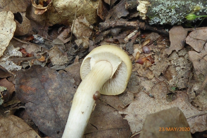 Гриб зеленушка