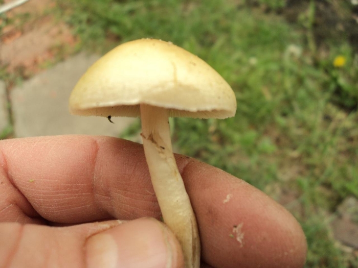 Опенок луговой marasmius oreades