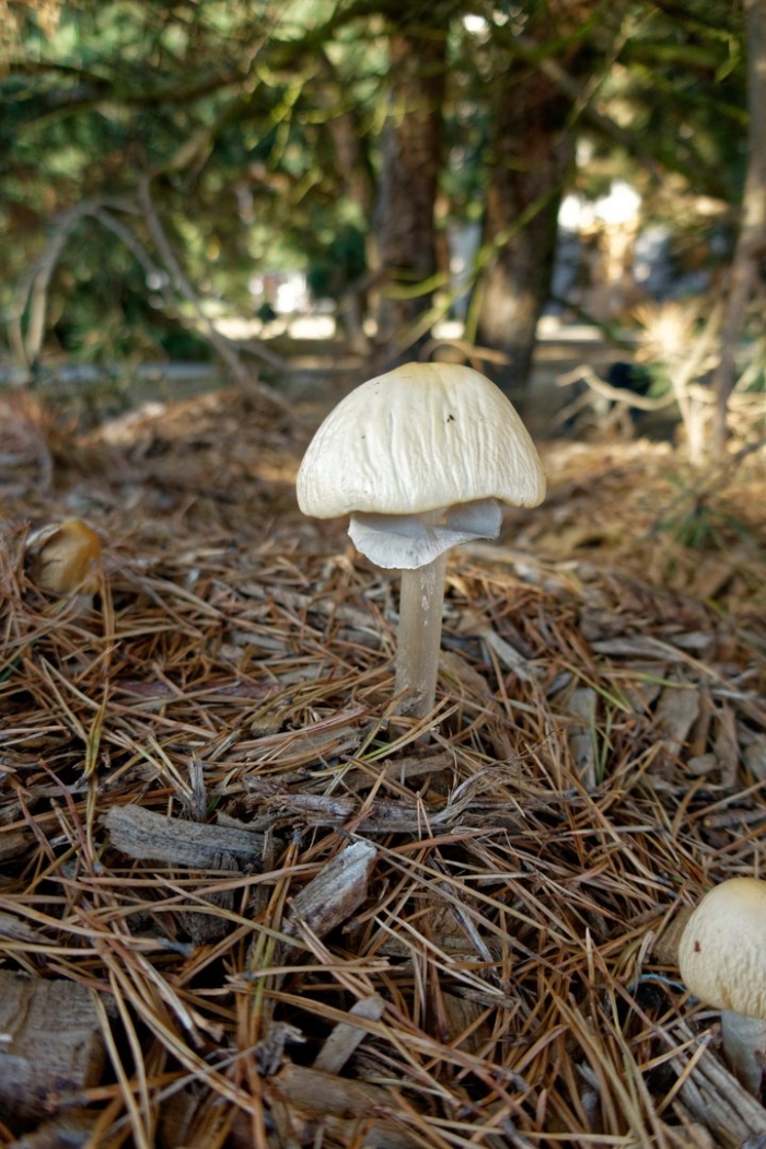Agrocybe rivulosa