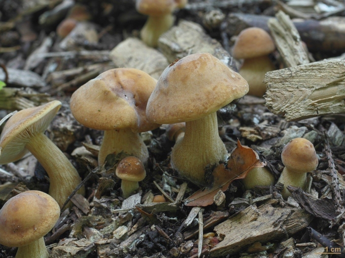 Моховик желто бурый