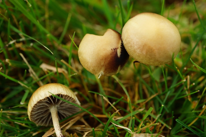 Panaeolus cinctulus