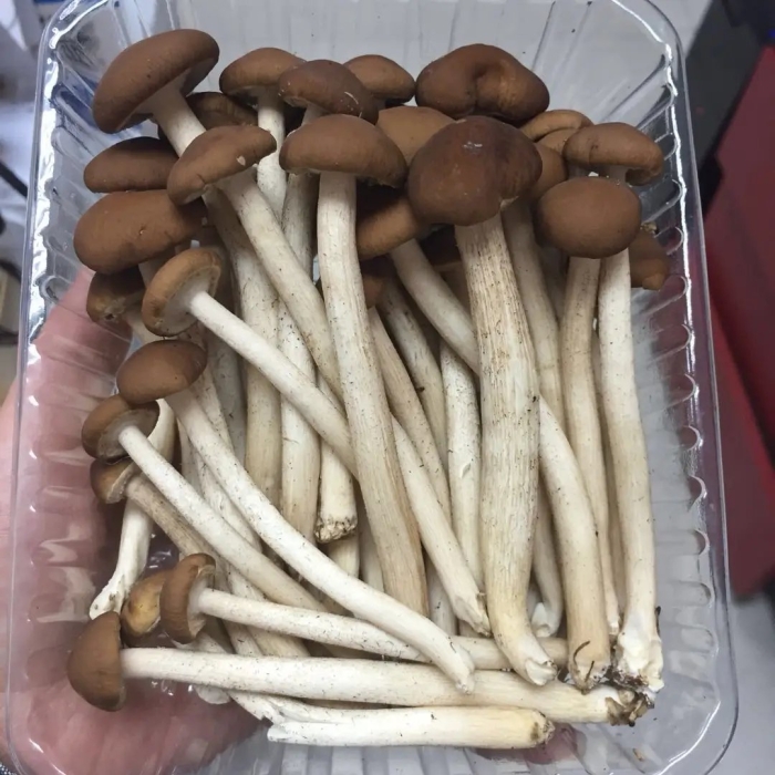 Agrocybe cylindracea