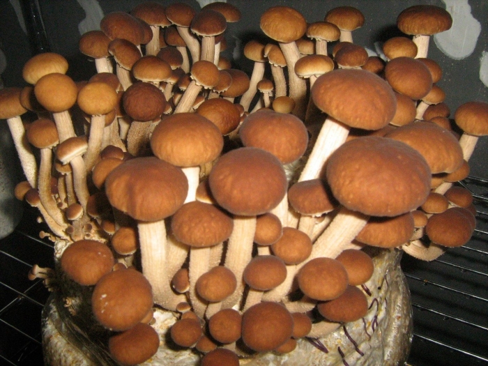 Агроцибе тополиный опенок