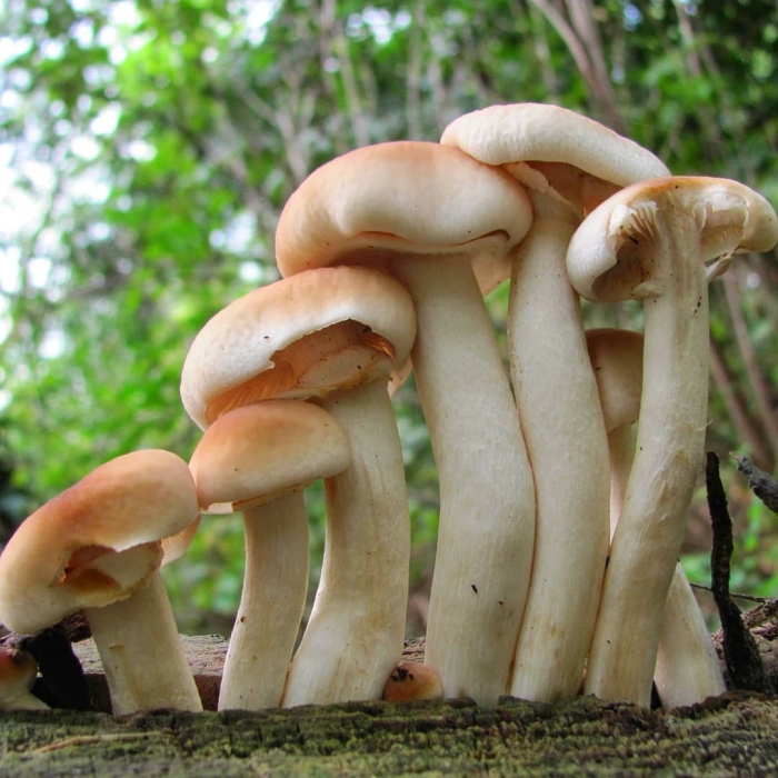 Agrocybe aegerita