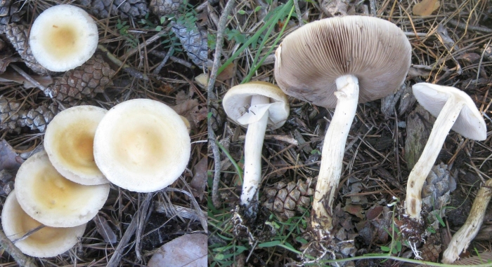 Agrocybe praecox