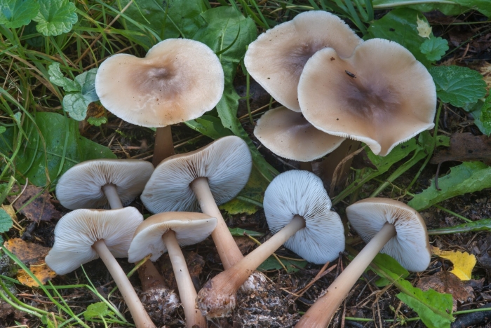 Коллибия масляная