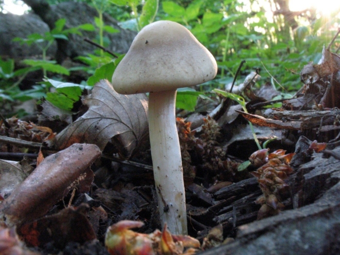 Гриб энтолома оловянная