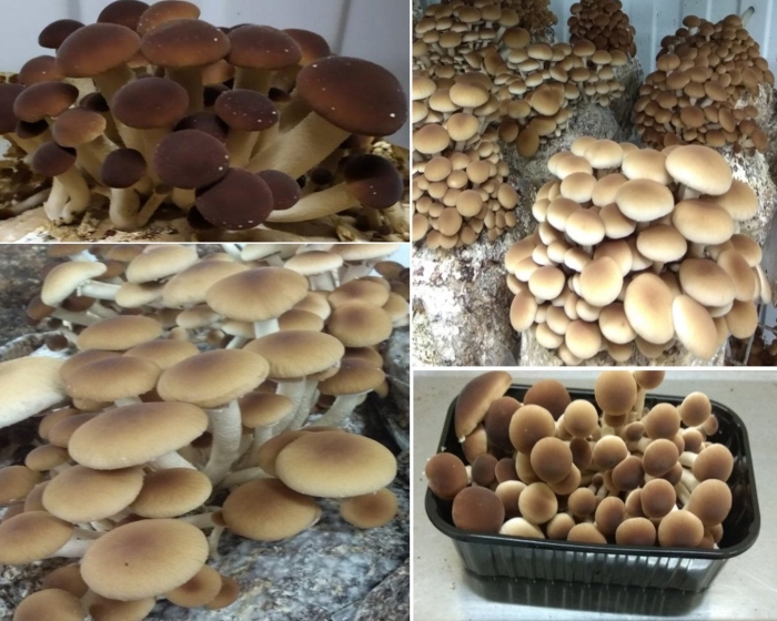 Гриб опенок