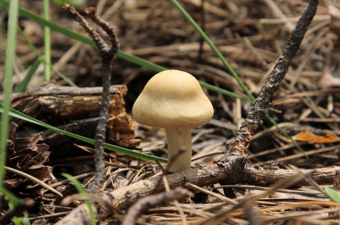 Энтолома гриб поганка