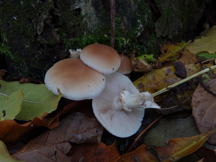 Гебелома горчичная hebeloma sinapizans