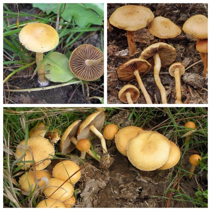 Опята луговые ложные