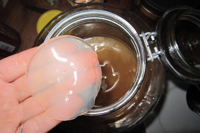 Чайный гриб