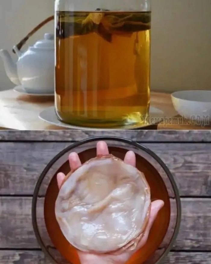 Чайный гриб комбуча