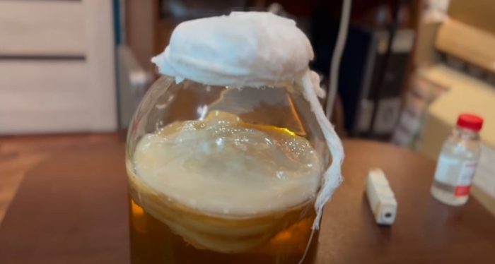 Чайный гриб комбуча в живом виде