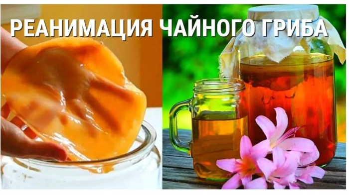 Чайный гриб