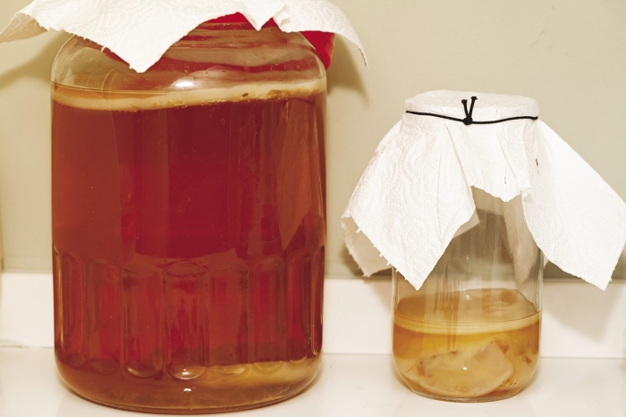 Гриб комбуча