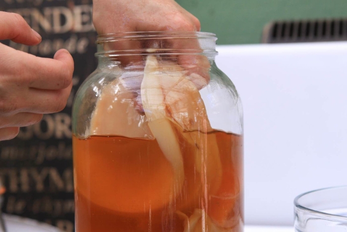 Чайный гриб медуза