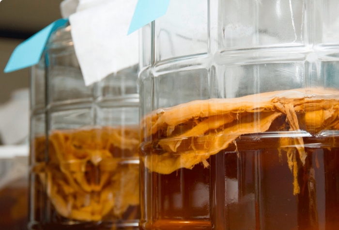 Чайный гриб комбуча