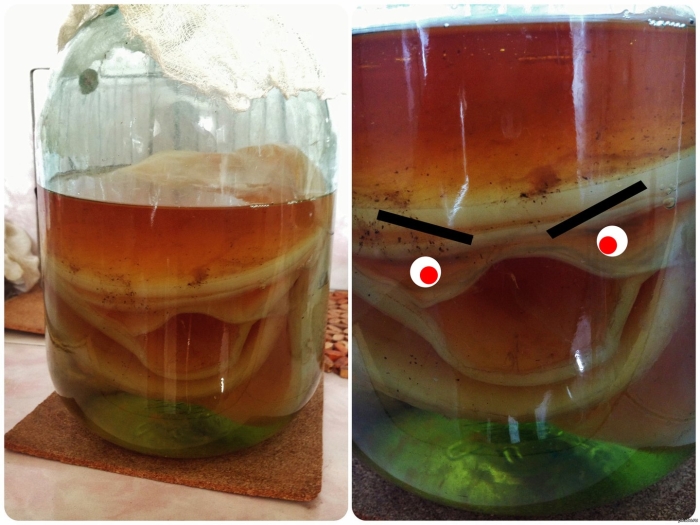 Живой чайный гриб