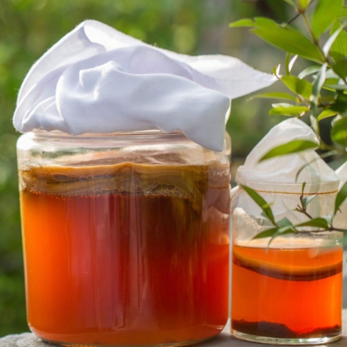 Комбуча гриб