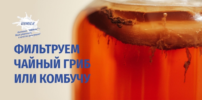 Чайный гриб или комбуча