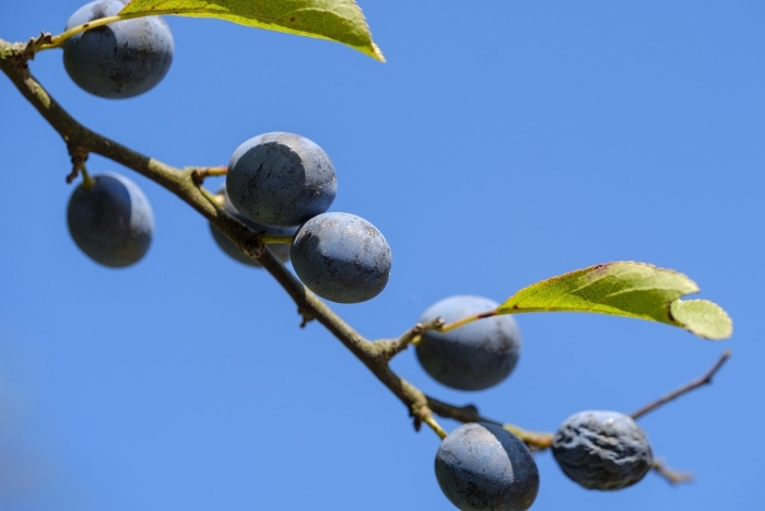 Скороплодность терн