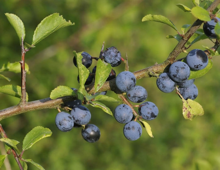 Терн билясувар