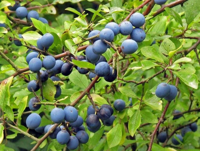 Слива колючая (терн) (prunus spinosa)