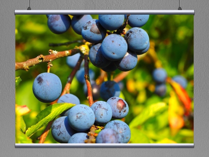 Синяя ягода терн