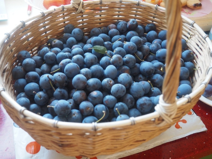 Терн и тернослива