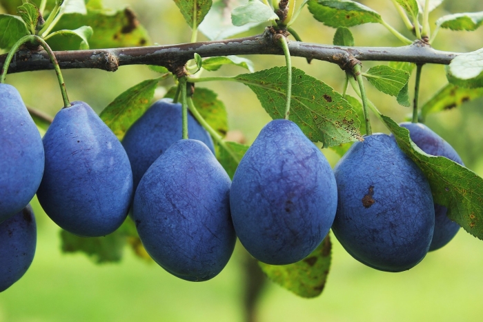 Слива венгерка