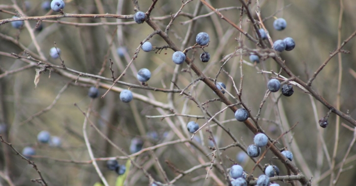 Куст терновника