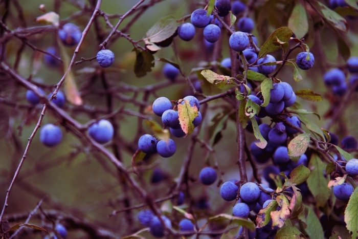 Терновник колючий кустарник