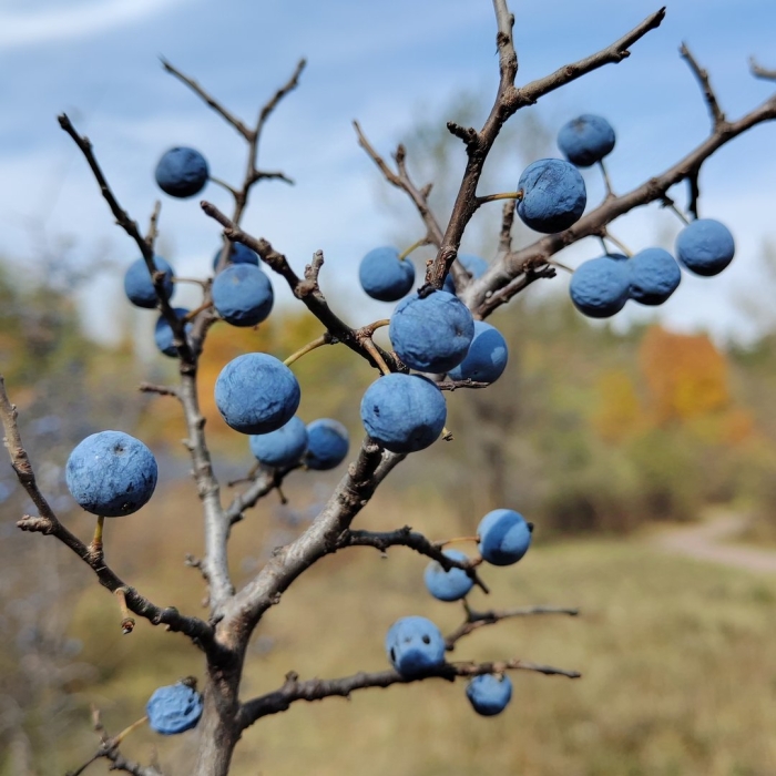 Слива колючая терн