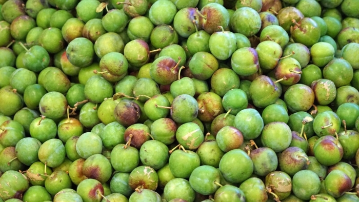 Алыча зеленая