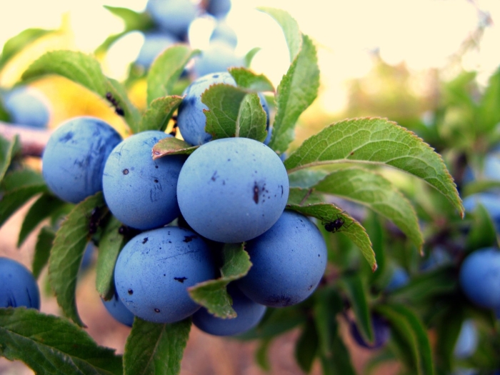 Сорта сливы кромань