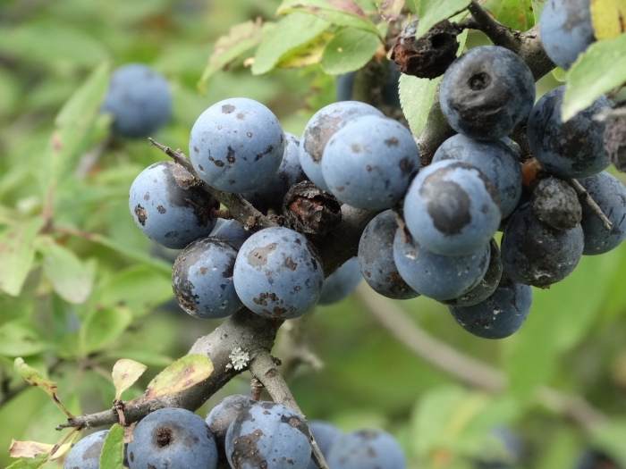 Синие ягоды