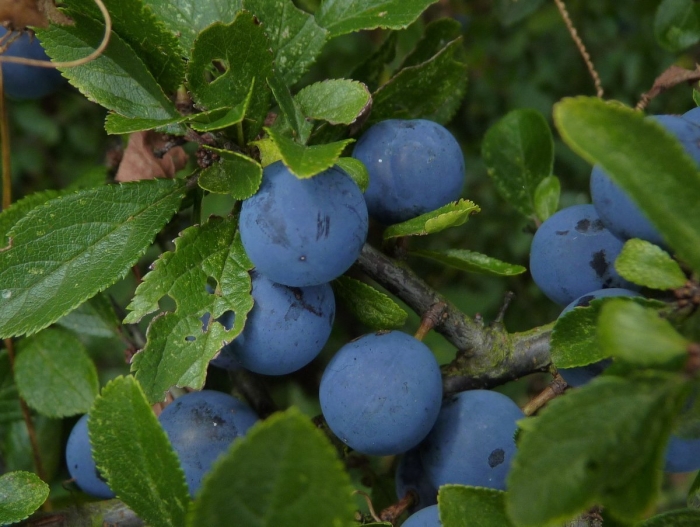 Слива колючая терн