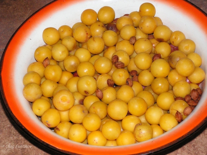 Алыча желтая