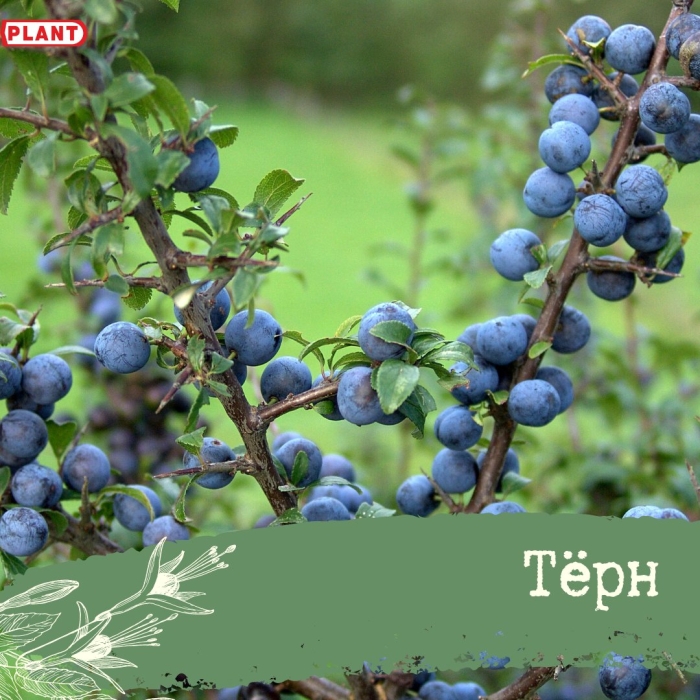 Слива колючая терн