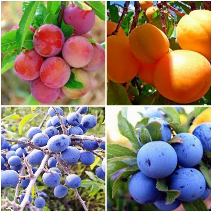 Терн алыча слива