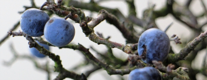 Терн дерево