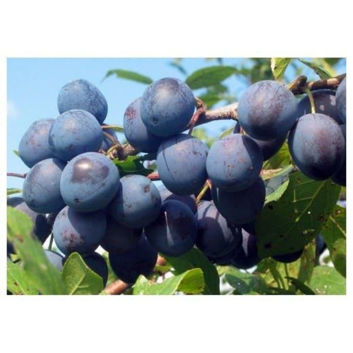 Слива венгерка московская