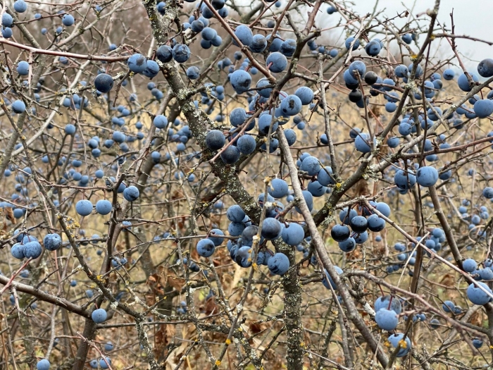 Терновник колючий куст