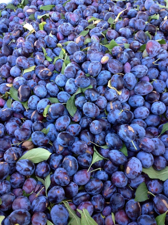 Слива чачакская