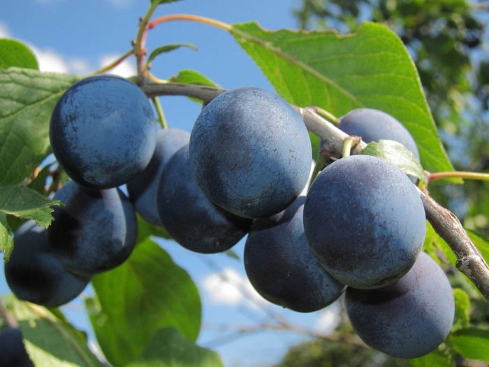 Тернослива гордость сибири