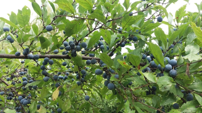 Слива колючая терн