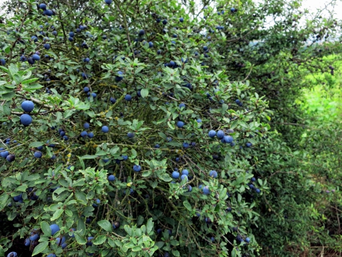 Терн и голубика