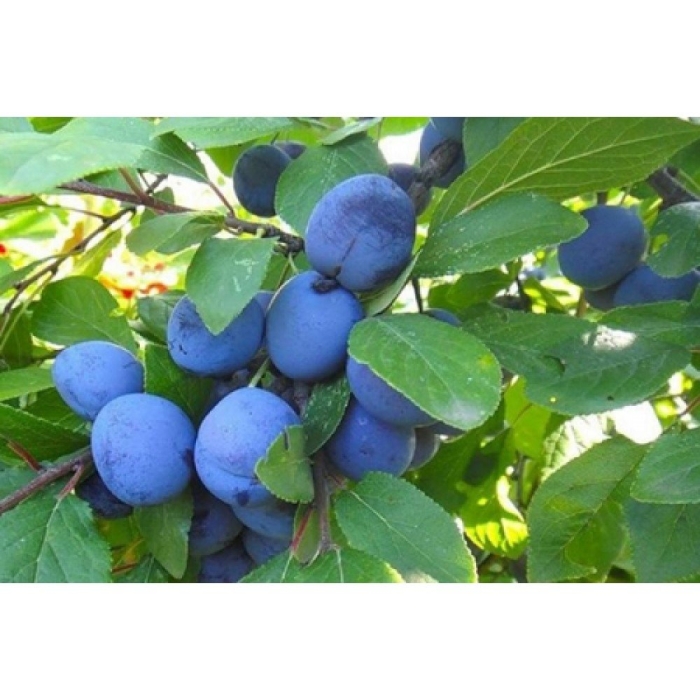 Слива чачакская ранняя