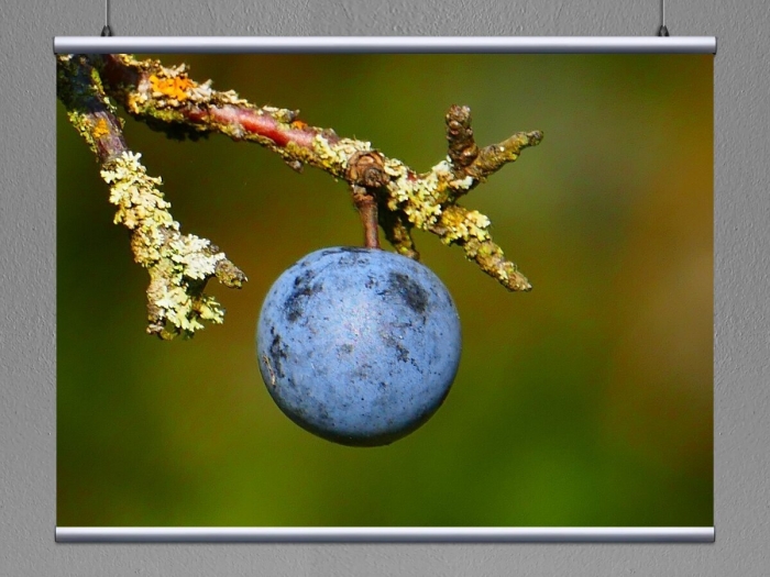 Синяя ягода